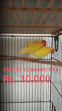 Love Bird Breeder Pair for Sale