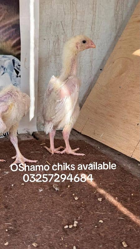 OShamo chiks, white shamo, Shamo chiks 6