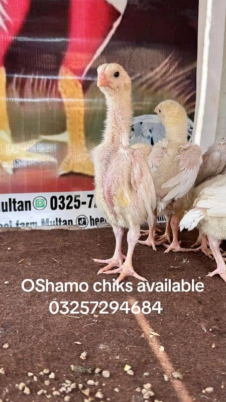 OShamo chiks, white shamo, Shamo chiks 8