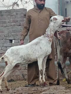 Desi 100 %confirm gaban bakri