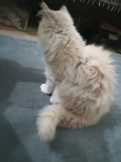 heavy long fur pawn colour persian cat