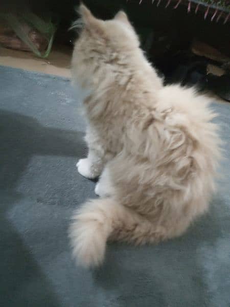 heavy long fur pawn colour persian cat 0