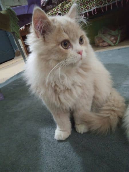 heavy long fur pawn colour persian cat 1