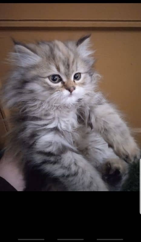 persian kitten 0