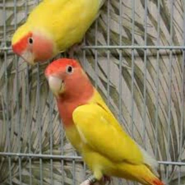 Love Bird All color available breeder 0