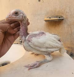 white heera chicks