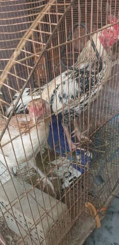 Aseel Breeder Pair