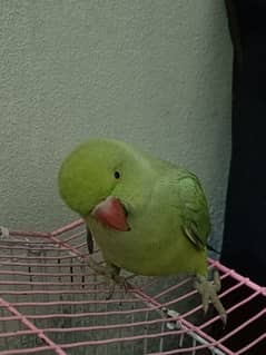 Raw Parrot female age 3 month for sale