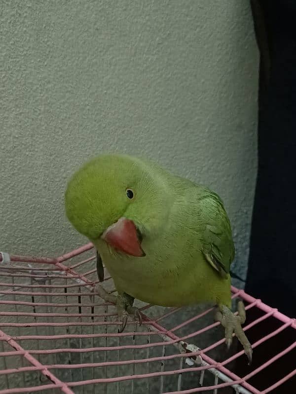 Raw Parrot female age 3 month for sale 0