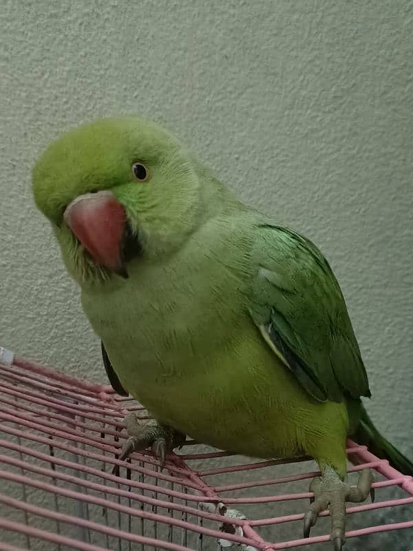 Raw Parrot female age 3 month for sale 1