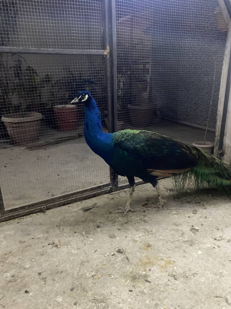 Beautiful Black Shoulder Male Peacock full tail 0