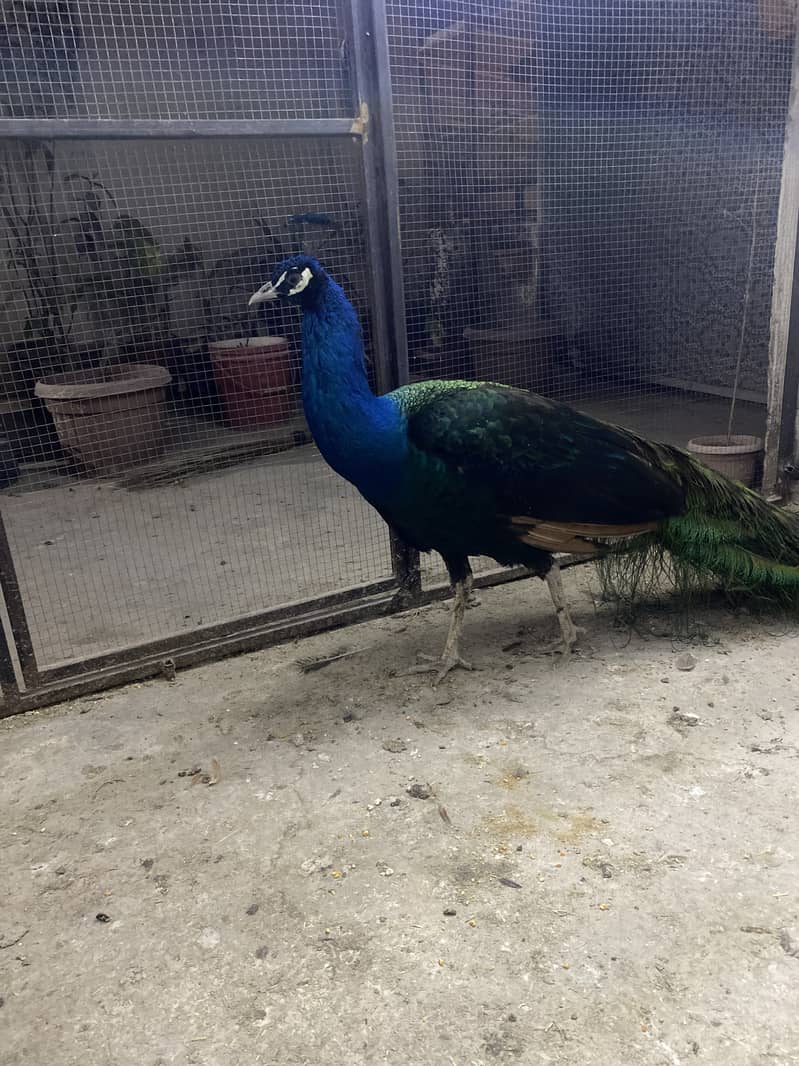 Beautiful Black Shoulder Male Peacock full tail 1