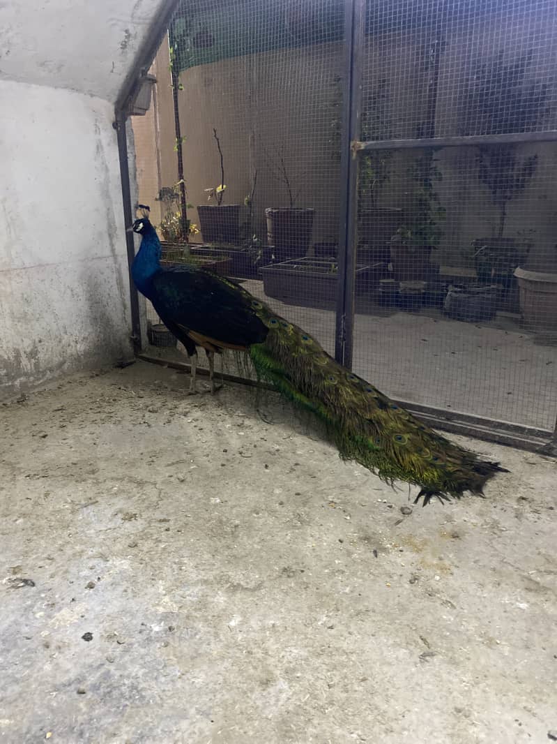 Beautiful Black Shoulder Male Peacock full tail 2