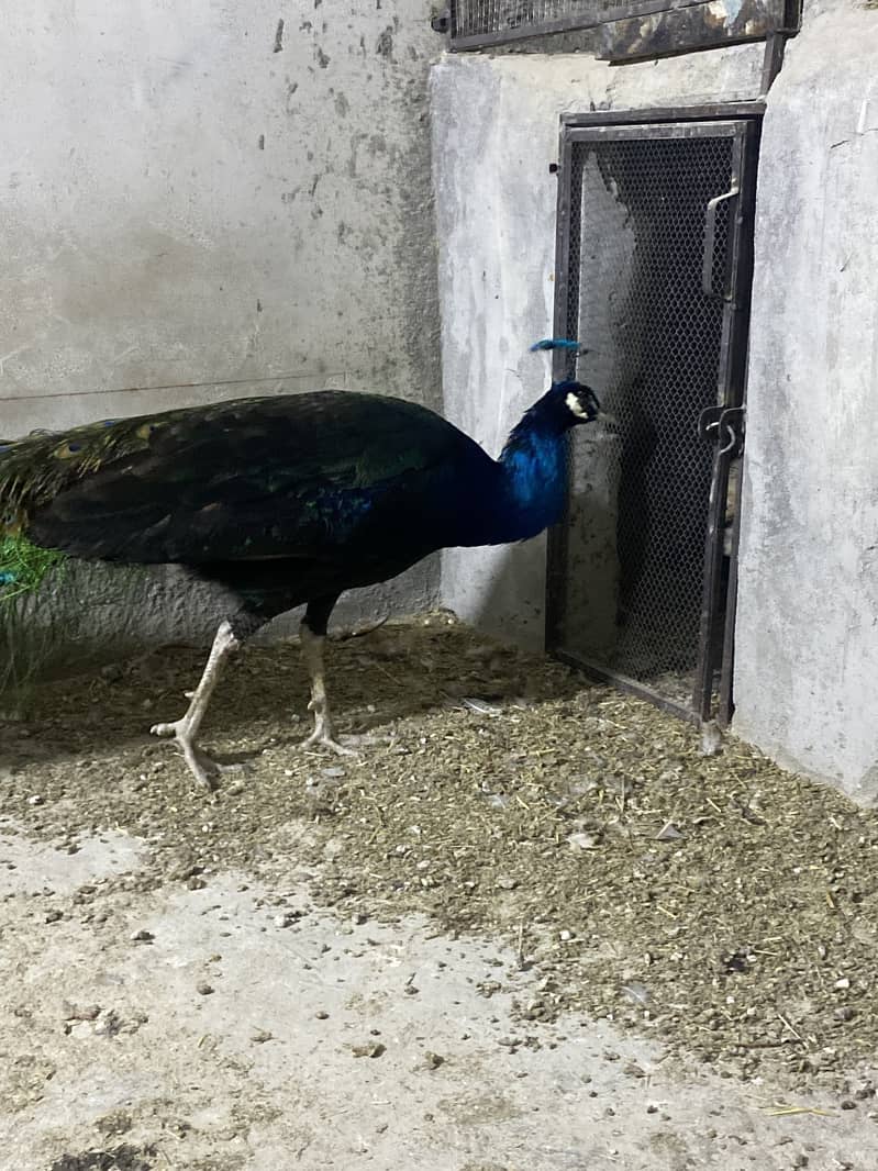 Beautiful Black Shoulder Male Peacock full tail 3