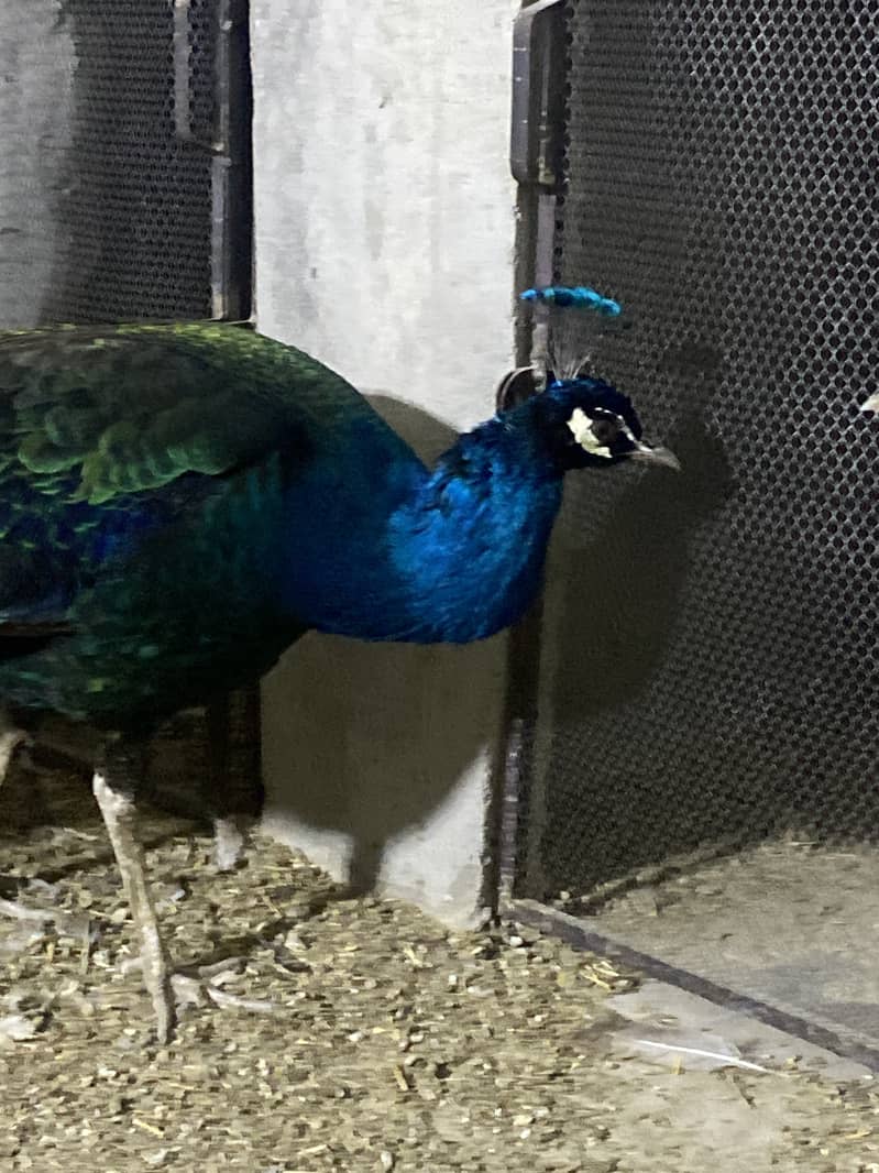 Beautiful Black Shoulder Male Peacock full tail 4