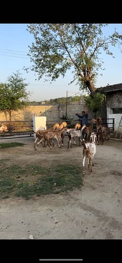 Makhi cheeni pure females goats