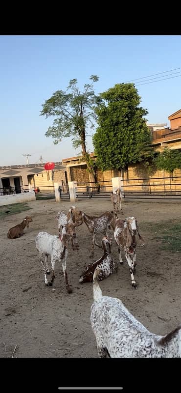 Makhi cheeni pure females goats 1