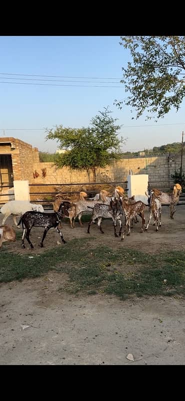 Makhi cheeni pure females goats 2