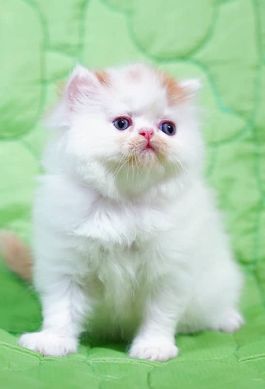 persian kittens CFA bloodline peki cross 2