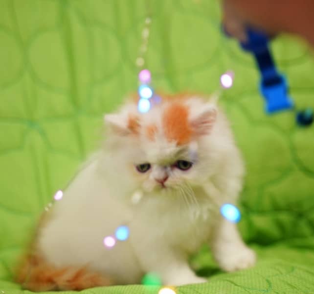 persian kittens CFA bloodline peki cross 3