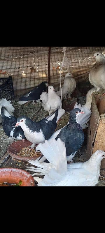 full setup for sale breeder pairs luckay and sherazi 5 joray breeder 1