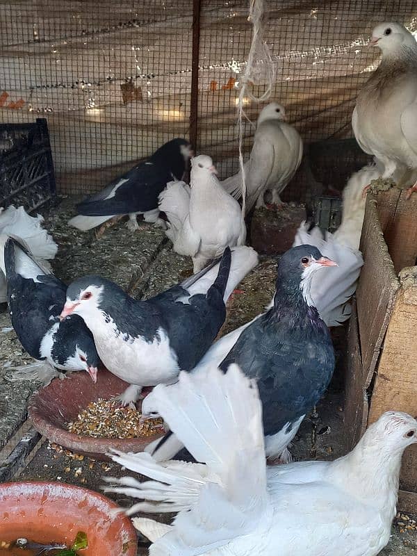 full setup for sale breeder pairs luckay and sherazi 5 joray breeder 5