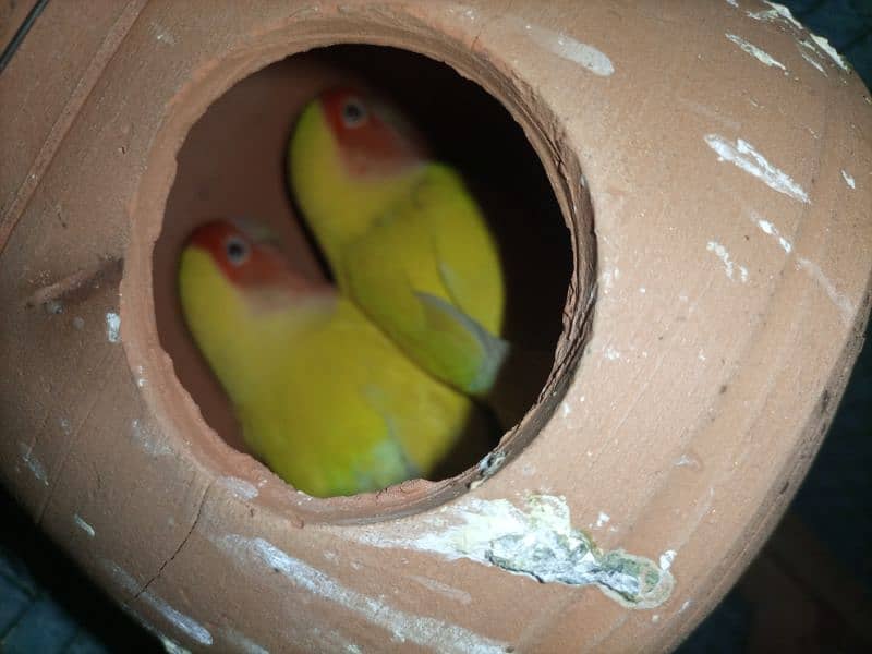 Love Birds breeders pair available in low price fresh pieces 0