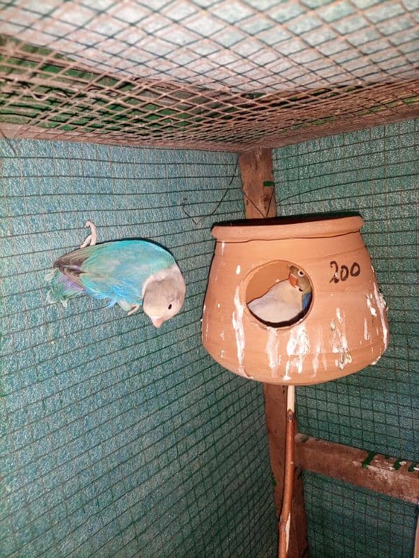 Love Birds breeders pair available in low price fresh pieces 1