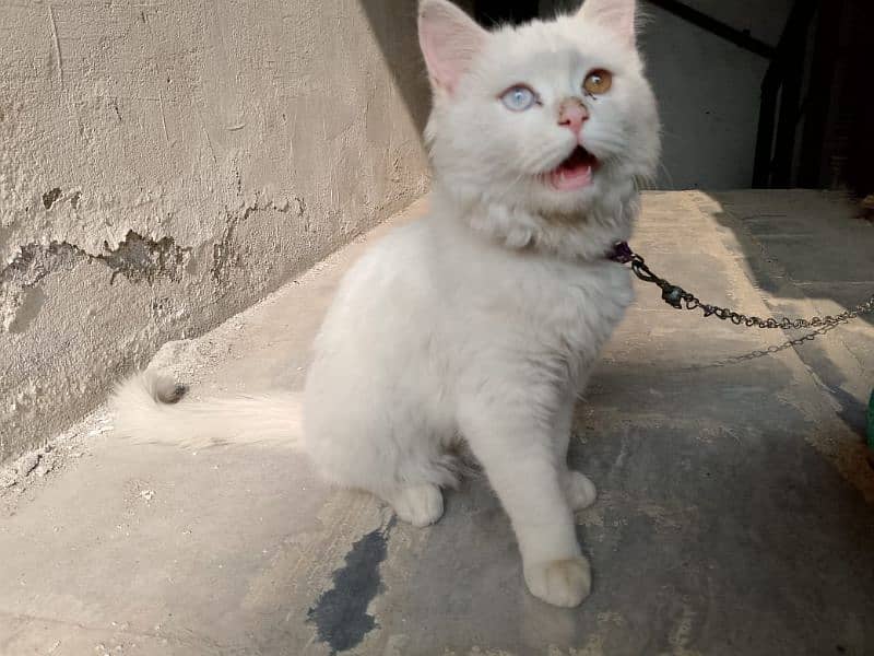 persian cat 1