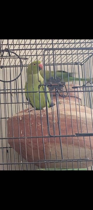 Ringneck and cream cocktail breeder pair 2