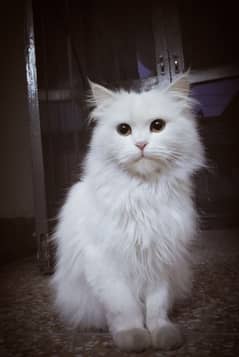 Fluffy punch face Persian cat with yellow eyes