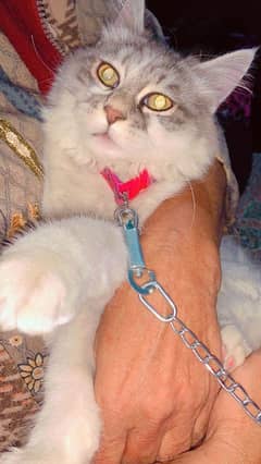 Persian cat 6 months age