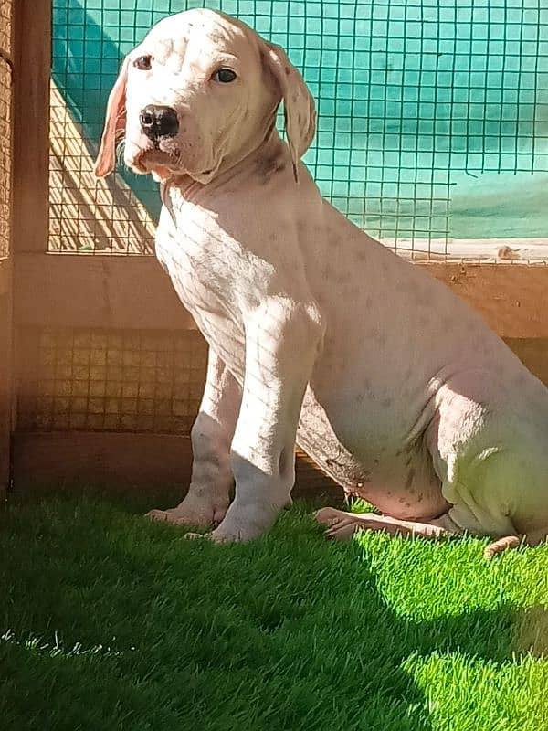 Extreme Size/Quality Pakistani Bully Kutta Puppies. 2