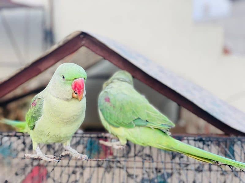 parrot pair available 1