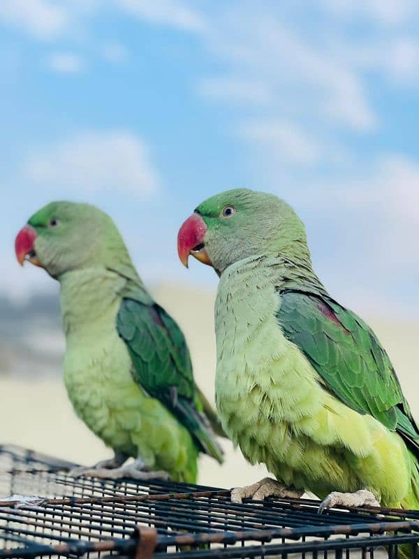 parrot pair available 2