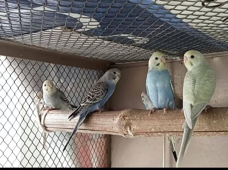 2 pair patha and 1 young female budgies for sale 0