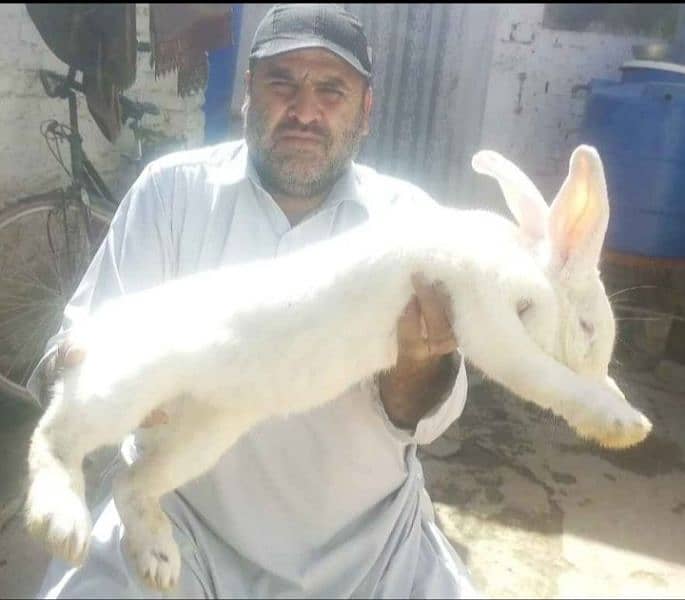 New Zealand white rabbit 3kg breed price 1000 WhatsApp num 03052106104 0