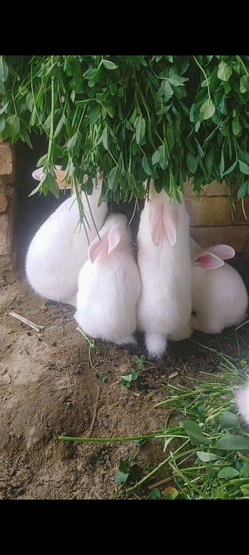 New Zealand white rabbit 3kg breed price 1000 WhatsApp num 03052106104 1