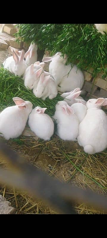 New Zealand white rabbit 3kg breed price 1000 WhatsApp num 03052106104 2