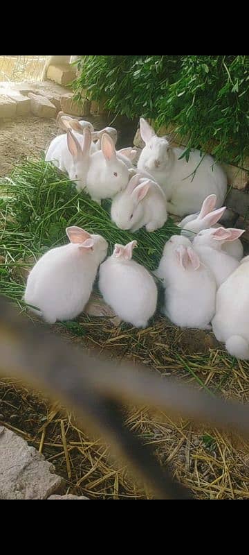 New Zealand white rabbit 3kg breed price 1000 WhatsApp num 03052106104 3