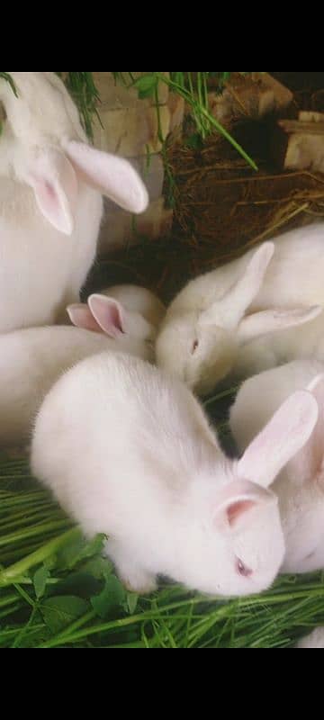 New Zealand white rabbit 3kg breed price 1000 WhatsApp num 03052106104 4