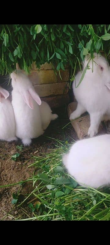 New Zealand white rabbit 3kg breed price 1000 WhatsApp num 03052106104 5