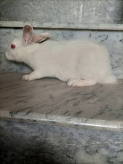 RED EYE RABBIT FOR SALE