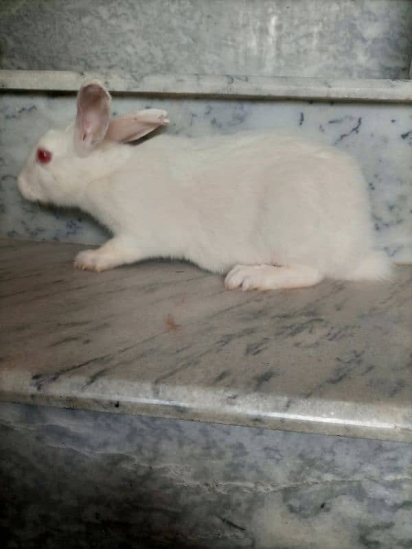 RED EYE RABBIT FOR SALE 0