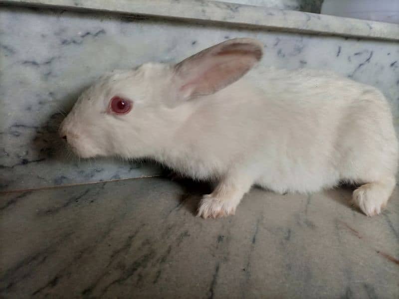 RED EYE RABBIT FOR SALE 1