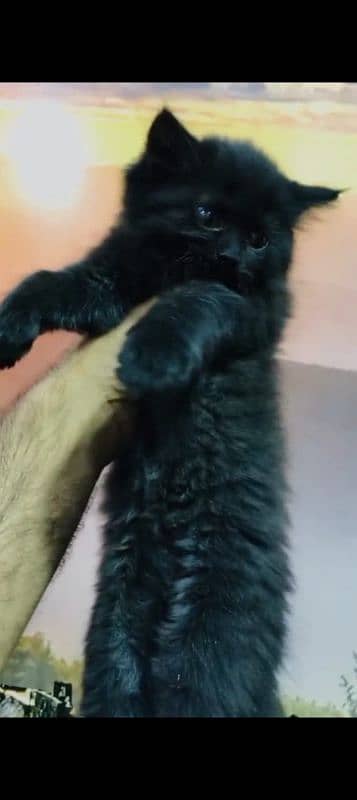 Persian cat for sale male or female by WhatsApp 0329=7037447 1