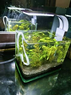 planted Aquarium