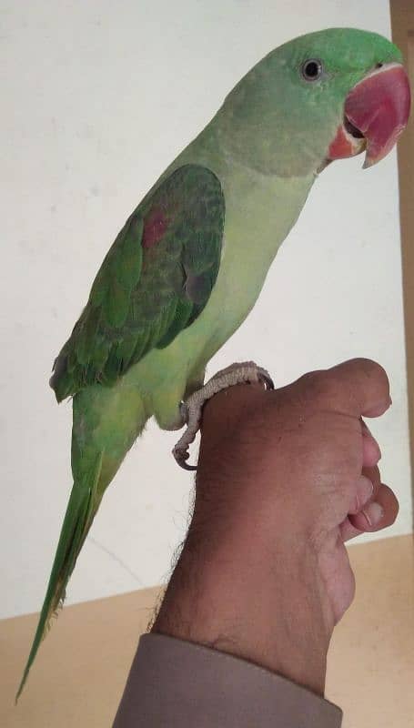 Raw Parrot Patha,7 months old ,pure large Raw 0