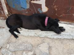 majorca shepherd for sale