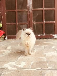 Peke Persian cats looking for new home